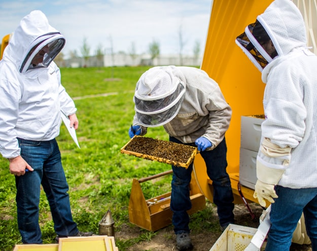 Beekeeping Efforts